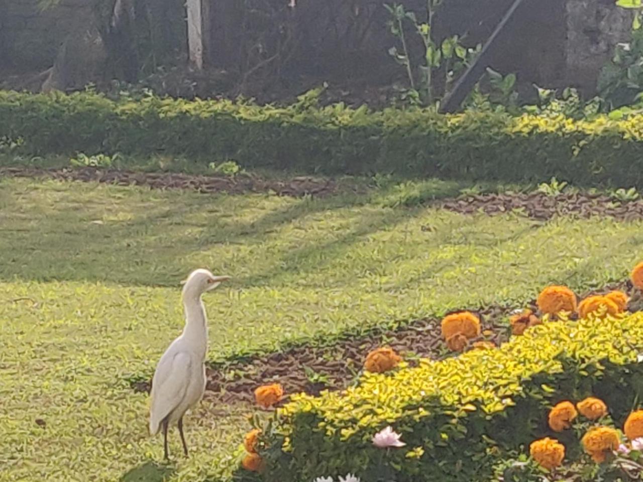 Heritage Homestay Jammu Eksteriør bilde
