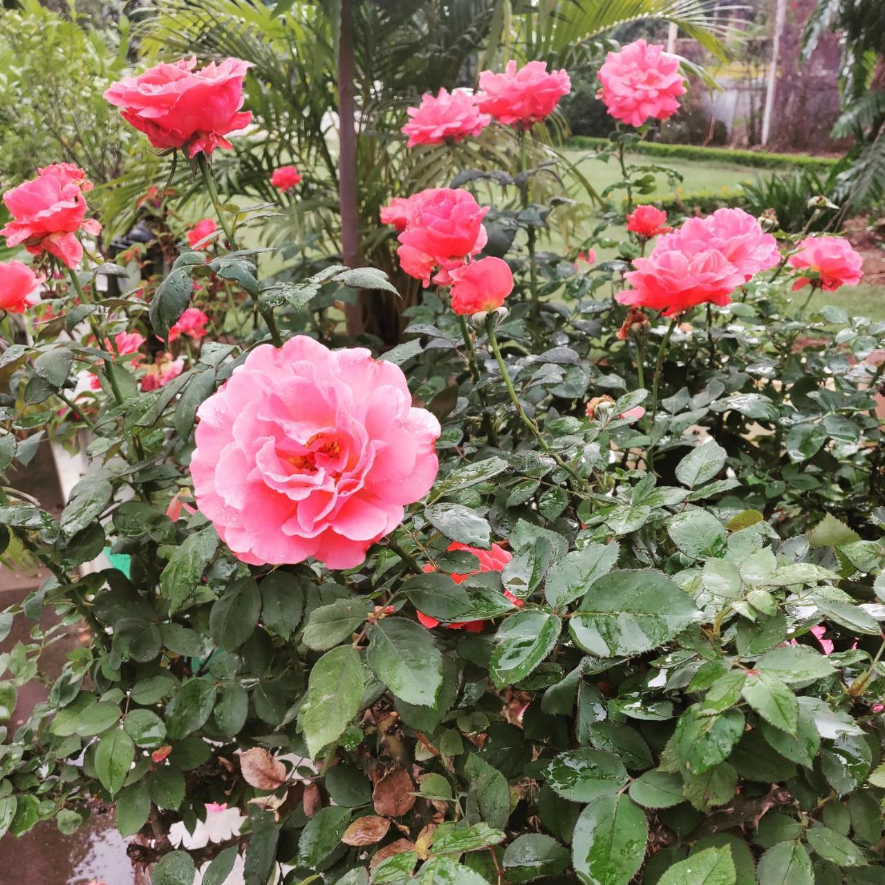 Heritage Homestay Jammu Eksteriør bilde